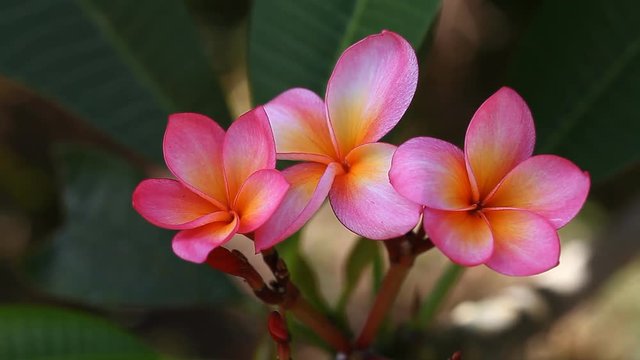 Beautiful pink Plumeria closeup