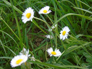 Obraz premium Beautiful background from the nature in spring