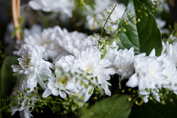 Close-up photo of bouquet of golden-daisy in a basket. Spring mood, macro lens