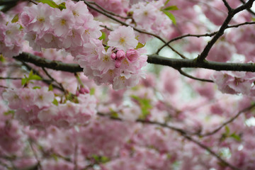 Cherry branch with pink flowers
