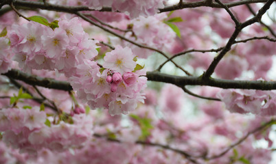 Obraz premium Cherry branch with pink flowers