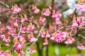 Cherry Blossom in the morning, Blooming Pink Japanese Sakura