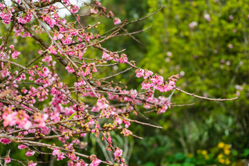 Cherry Blossom in the morning, Blooming Pink Japanese Sakura