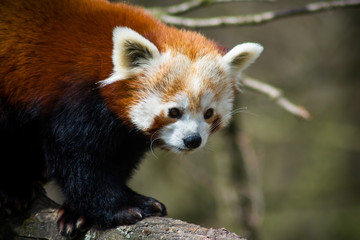 Panda red  (Ailurus fulgens) 