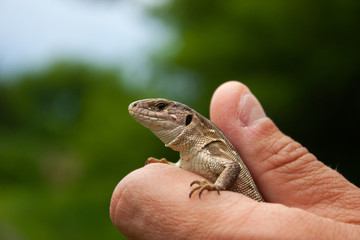 Little brown lizard in the hand.