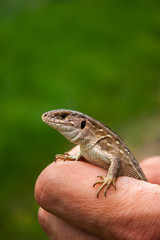 A little brown lizard in his hand.