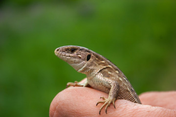 A little brown lizard in his hand.