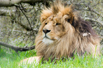 Lion King of the Jungle