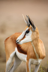 The springbok (Antidorcas marsupialis) , portrait of the young antelope.