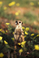 The meerkat or suricate (Suricata suricatta) is watching in typical position in blooming desert with yellow flowers