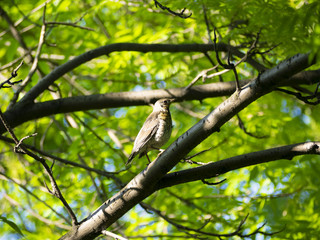 thrush-3