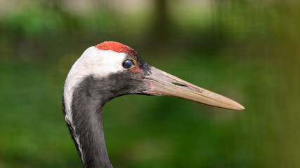 Grus japonensis, a portrait photo of a large bird with a big beak