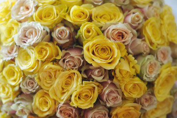 Bouquet of yellow roses