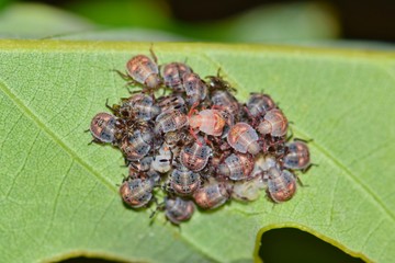 Shield bug nymphs, newly hatched oak leaf Springtime nature pest control concept.