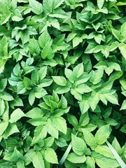 Beautiful green fern in summer in the forest