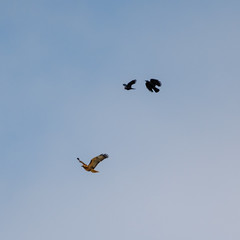 A red tailed hawk is chased by two crows