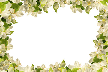 Fototapeta premium large brush strokes frame of white blossoming apple flowers isolated on white background.