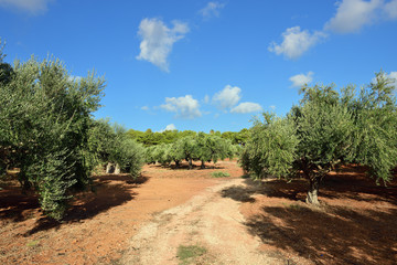 Olive trees Greece