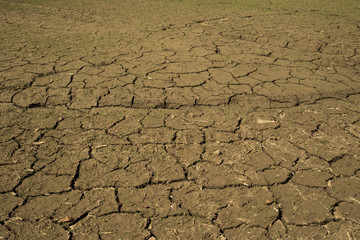 seedling rice in Thailand, germinate in the rice field at dry.