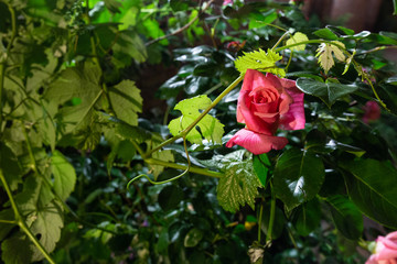 Blooming rose in the night garden. A red rose at night. Leaves of roses and grapes by night.
