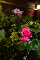Blooming rose in the night garden. A red rose at night. Leaves of roses and grapes by night.