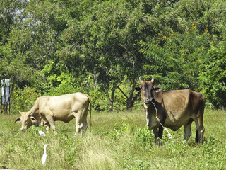 grazing buffaloes and white egret