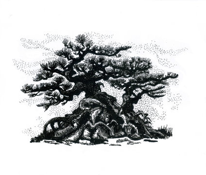 Eastern coniferous bonsai.