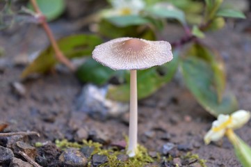 little mushroom
