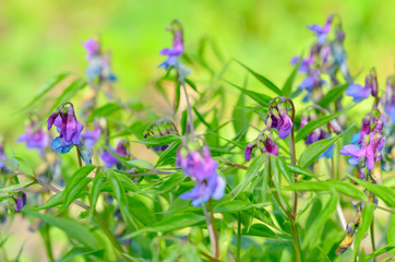 Láthyrus vérnus-herbaceous plant.