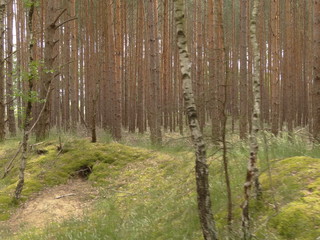 Trees in a wood forrest
