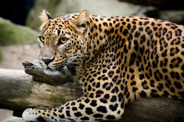 Levhart, ZOO in Jihlava, Czech Republic