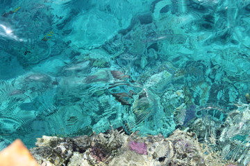 Coral in the red sea.