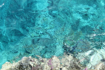 Coral in the red sea.