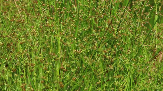 クサイの花、イ草の仲間（イグサ科）