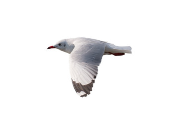 Seagull flying isolated on white background - clipping paths