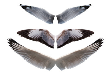 Naklejka premium set of wings bird isolated on white background