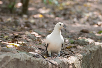 Portrait of white pigeon