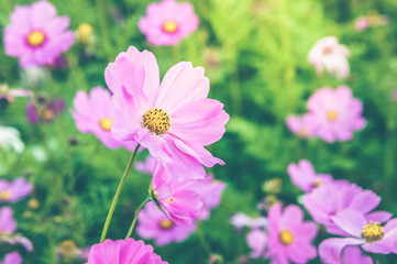 flowers cosmos pink and white color in the nature garden , colorful in the nice day , flowers vintage time in the day