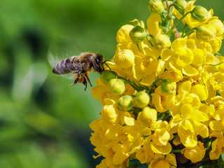 Bee gathers honey - Kranjska čebela -Slovenija