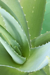 Aloe vera plants, tropical green plants.
