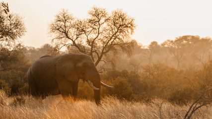 Éléphant de brousse africain dans le parc national Kruger, Afrique du Sud