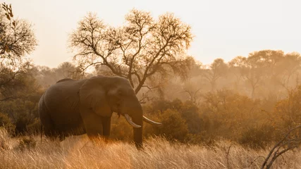 Papier Peint photo Éléphant Éléphant de brousse africain dans le parc national Kruger, Afrique du Sud