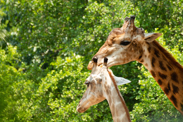 Close up of a giraffes