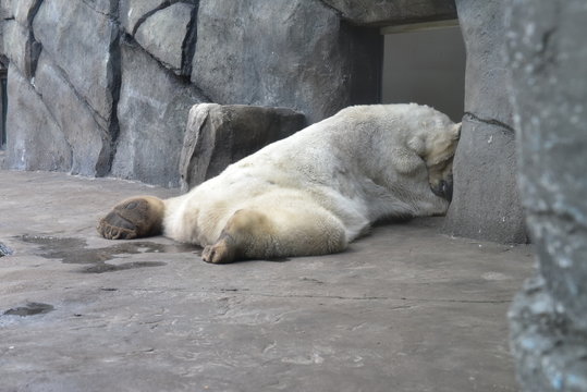 Polar Bear laying around