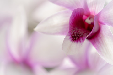Fototapeta na wymiar Floral background - Orchid 