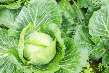 Close up on fresh cabbage in harvest field.