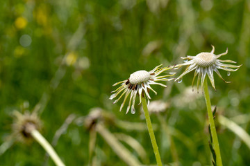 Nasse Pusteblumen tanzen im Regen...