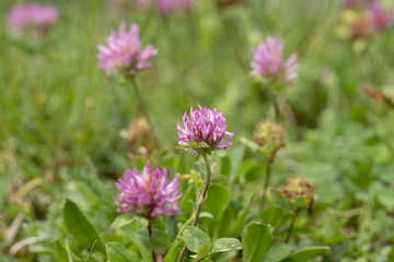 Rotklee oder Wiesenklee - Trifolium pratense