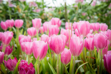 pink tulip flowers garden , tulip blooming blossom in the garden
