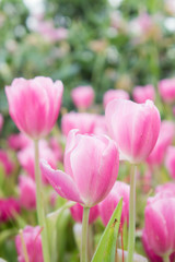 Obraz na płótnie Canvas pink tulip flowers garden , tulip blooming blossom in the garden